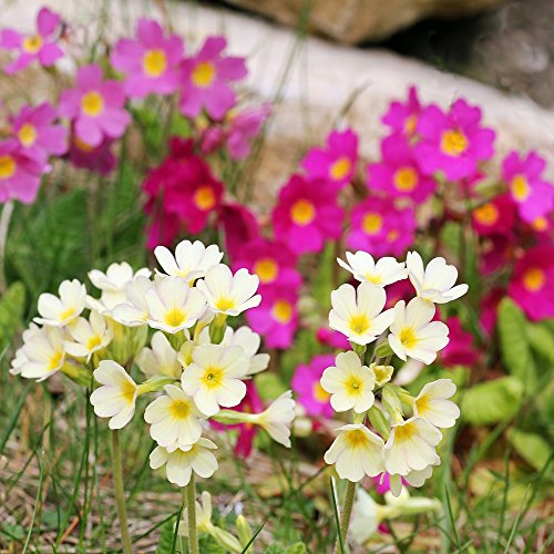 Primrose Crescendo Mix Samen, Primula Schlüsselblume von Legutko