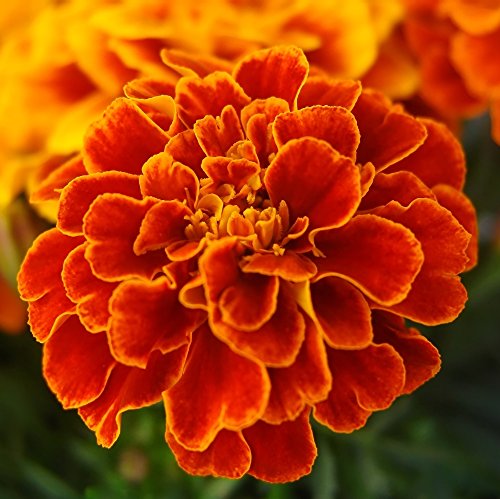 Ringelblume Bolero Samen - Tagetes Glockenblume Nana von Legutko