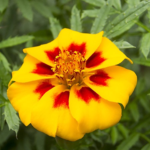 Ringelblume Disco Marietta, Ringelblume Pascal Samen - Tagetes Glockenblume Nana von Legutko