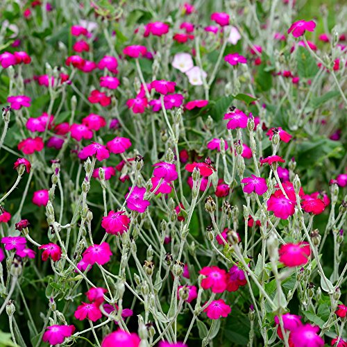 Rose Lichtnelke Samen - Vexiernelke (Lychnis coronaria von Legutko