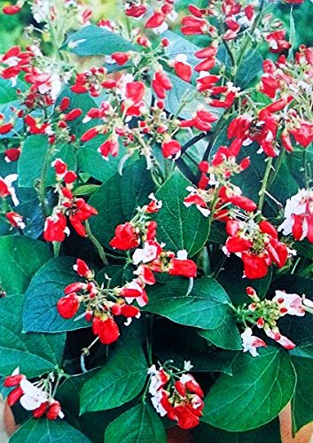 Runner Bean 'Hestia' Samen - Feuerbohne von Legutko