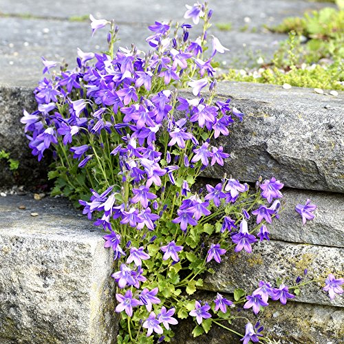 Serbische Bellflower, blau Wasserfall Samen - Campanula poscharskyana von Legutko