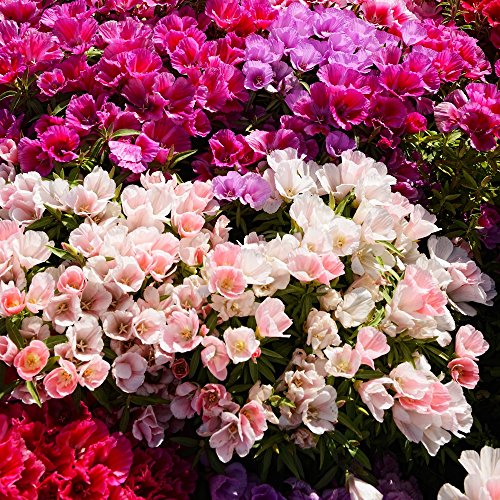 Sommerazalee Satin Mix Samen - Saatgut Sommerazalee Grandiflora von Legutko
