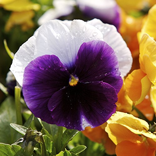 Stiefmütterchen Lord Beaconsfield (Samen - Viola x wittrockiana Stiefmütterchen Lord Beaconsfield (Samen - Viola x wittrockiana von Legutko
