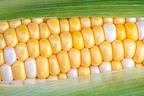 Sweet Corn ramondia F1 Samen - Zea einer von Legutko