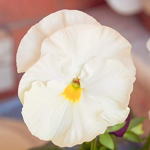 Weiß GIANT Stiefmütterchen Samen - Viola x wittrockiana von Legutko