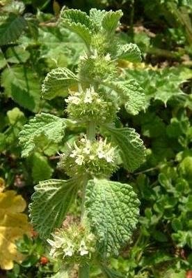 Weiß horehound Samen - Gewöhnlicher Andorn von Legutko