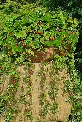 Wild Strawberry Attila Samen - Wald-Erdbeere von Legutko