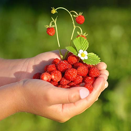 Wild Strawberry Rugia Samen - Wald-Erdbeere von Legutko