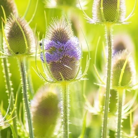 Wilde Karde - Dipsacus Platterbse-Samen von HENSITA