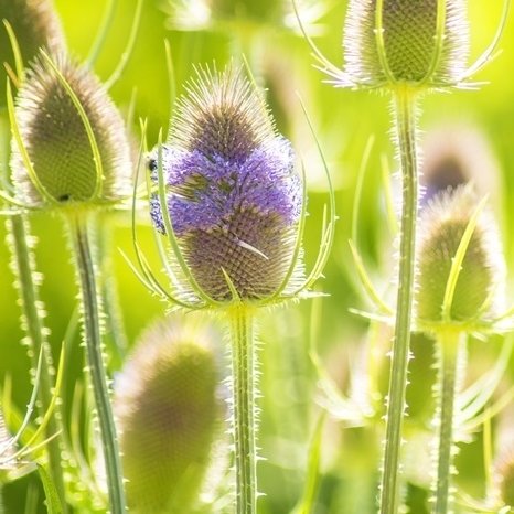 Wilde Karde - Dipsacus Platterbse-Samen von Legutko