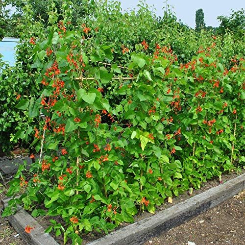 scarlet Stangenbohne, Knöterich Bean Mix Saatgut - Feuerbohne von Legutko