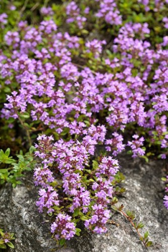 schleichenden Thymian, breckland Thymian Samen - Thymus serpyllum von Legutko