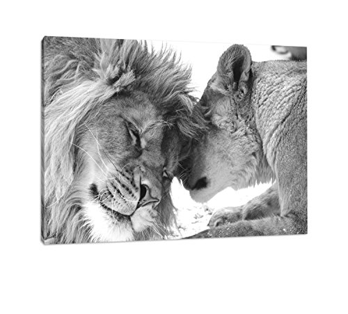 Kuschelndes Löwenpaar in schwarz/weiß Format: 120x80cm auf Leinwand, XXL riesige Bilder zum Aufhängen von Leinwandparadies