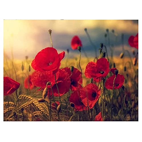 DIY 5D Diamant Malerei Kit Vollbohrer Roter Mohn,Diamond Painting Bilder Erwachsene Große Stickerei Kreuzstich Strass Diamant Kunsthandwerk Home Wand dekor Geschenk Square drill 60x80cm/23.6x31.4in DIY 5D Diamant Malerei Kit Vollbohrer Roter Mohn,Diamond Painting Bilder Erwachsene Große Stickerei Kreuzstich Strass Diamant Kunsthandwerk Home Wand dekor Geschenk Square drill 60x80cm/23.6x31.4in von Leioo