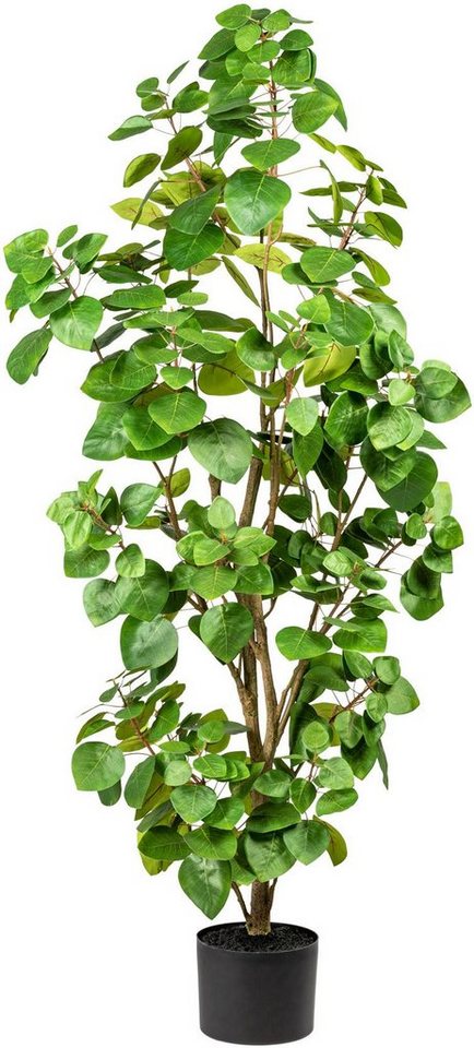 Kunstpflanze Banon Eukalyptus, Leonique, Höhe 120 cm, im Topf von Leonique