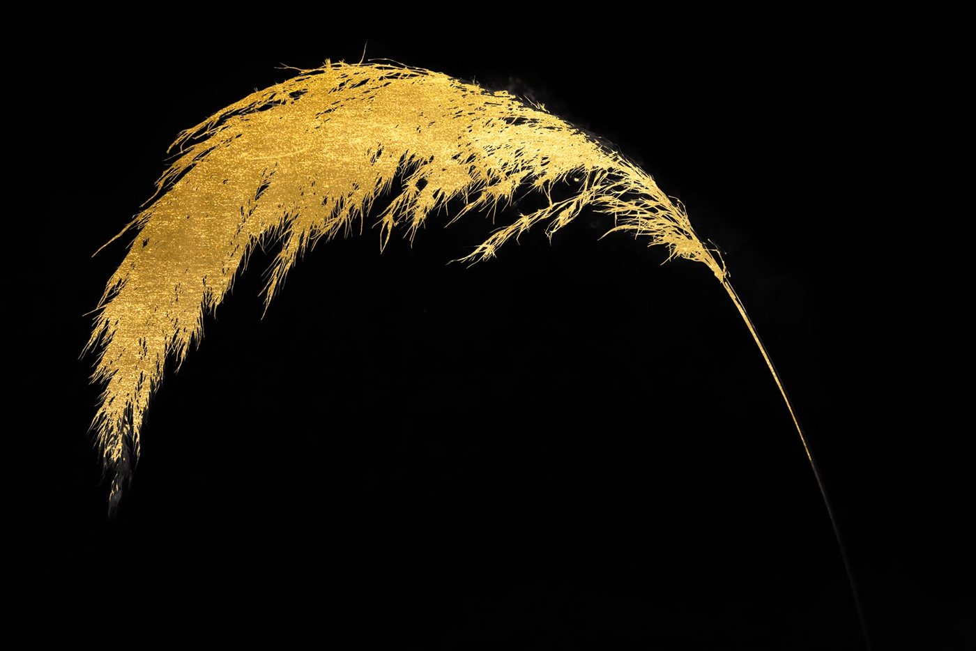Leonique Acrylglasbild Pampas Gras - Acrylbilder mit Blattgold veredelt, Gemälde, Gräser, Pflanzen (1 St), Goldveredelung, Handgearbeitet, Gerahmt, Edel von Leonique