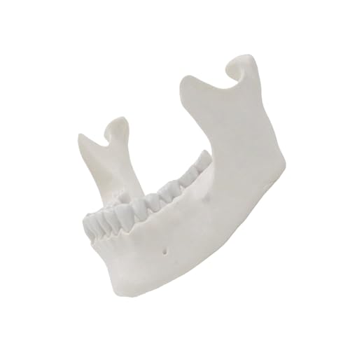 1: 1 Erwachsener Lower Jawbone Model Jaw 16 Zähne Unterkiefer Anatomie Minderwertiges Oberkiefer Anatomisches Werkzeug Für Wissenschaft Erwachsener Knochen Für Labormediziner Unterrichtskrankenhaus von Lerpwige