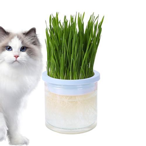 leryveo Katzengras-Wachstumstopf | Transparente Hydrokultur-Katzengrasbox - Haustierzubehör, Keimschale, einfach zu züchten für Katzen im Innen- und Außenbereich, verhindert Haarballen und fördert von leryveo
