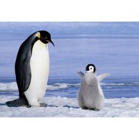 Pinguin-Tischset Laminiert Auf Der Eisscholle von LesSetsDeMarion