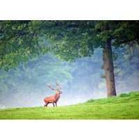 Plastik Tischset Hirsche Im Nebel von LesSetsDeMarion