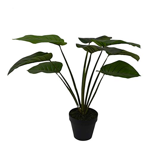 Philodendron 60 cm hoch, Baumfreund von Lesli Living