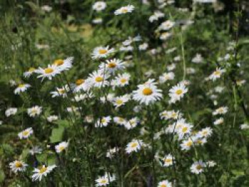 Kleine Margerite 'Maikönigin', Leucanthemum vulgare 'Maikönigin', Topfware von Leucanthemum vulgare 'Maikönigin'