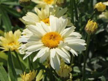 Großblumige Margerite 'Banana Cream', Leucanthemum x superbum 'Banana Cream', Containerware von Leucanthemum x superbum 'Banana Cream'