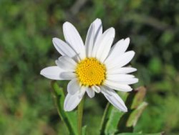 Großblumige Margerite 'Brightside', Leucanthemum x superbum 'Brightside', Topfware von Leucanthemum x superbum 'Brightside'