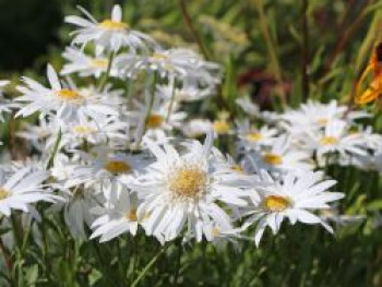 Großblumige Margerite 'Christine Hagemann', Leucanthemum x superbum 'Christine Hagemann', Topfware von Leucanthemum x superbum 'Christine Hagemann'