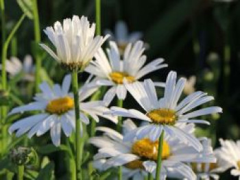 Großblumige Margerite 'Dwarf Snow Lady', Leucanthemum x superbum 'Dwarf Snow Lady', Topfware von Leucanthemum x superbum 'Dwarf Snow Lady'