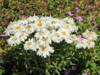 Großblumige Garten-Margerite 'Freak!' ®, Leucanthemum x superbum 'Freak!' ®, Containerware von Leucanthemum x superbum 'Freak!' ®