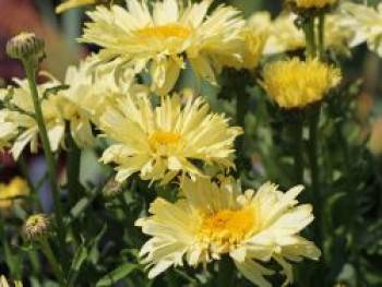 Großblumige Margerite 'Goldfinch', Leucanthemum x superbum 'Goldfinch', Containerware von Leucanthemum x superbum 'Goldfinch'