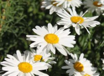 Großblumige Margerite 'Gruppenstolz', Leucanthemum x superbum 'Gruppenstolz', Topfware von Leucanthemum x superbum 'Gruppenstolz'
