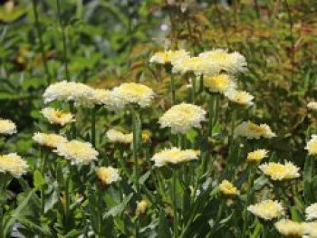Großblumige Margerite 'Luna' ®, Leucanthemum x superbum 'Luna' ®, Containerware von Leucanthemum x superbum 'Luna' ®