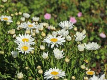 Großblumige Sommer-Margerite 'Madonna', Leucanthemum x superbum 'Madonna', Containerware von Leucanthemum x superbum 'Madonna'