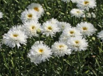 Großblumige Margerite 'Ohh La LaSpider', Leucanthemum x superbum 'Ohh La LaSpider', Topfware von Leucanthemum x superbum 'Ohh La LaSpider'