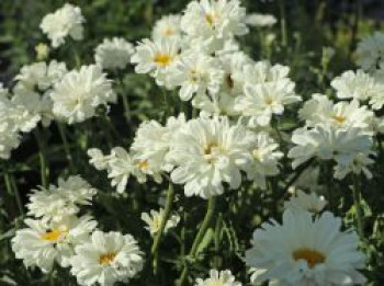 Großblumige Margerite 'Paladin', Leucanthemum x superbum 'Paladin', Topfware von Leucanthemum x superbum 'Paladin'