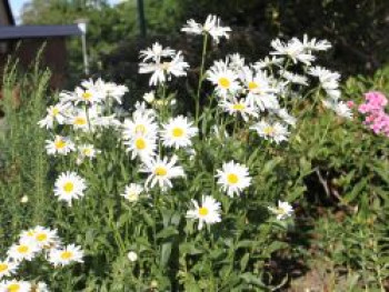 Großblumige Margerite 'Polaris', Leucanthemum x superbum 'Polaris', Topfware von Leucanthemum x superbum 'Polaris'