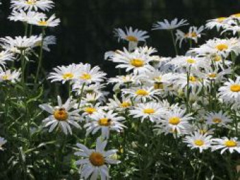 Großblumige Margerite 'Silberprinzesschen', Leucanthemum x superbum 'Silberprinzesschen', Topfware von Leucanthemum x superbum 'Silberprinzesschen'