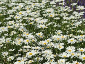 Großblumige Margerite 'Silver Princess', Leucanthemum x superbum 'Silver Princess', Containerware von Leucanthemum x superbum 'Silver Princess'
