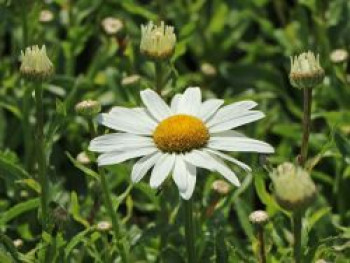Großblumige Sommer-Margerite 'Snowcap', Leucanthemum x superbum 'Snowcap', Topfware von Leucanthemum x superbum 'Snowcap'