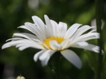 Großblumige Margerite 'Starburst', Leucanthemum x superbum 'Starburst', Topfware von Leucanthemum x superbum 'Starburst'