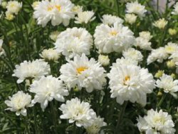 Großblumige Margerite 'Victorian Secret', Leucanthemum x superbum 'Victorian Secret', Topfware von Leucanthemum x superbum 'Victorian Secret'