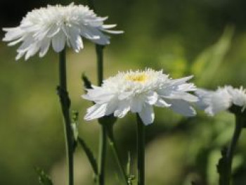 Großblumige Margerite 'Wirral Supreme', Leucanthemum x superbum 'Wirral Supreme', Topfware von Leucanthemum x superbum 'Wirral Supreme'