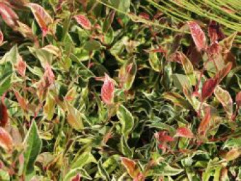 Traubenheide 'Firestar', 25-30 cm, Leucothoe 'Firestar', Containerware von Leucothoe 'Firestar'