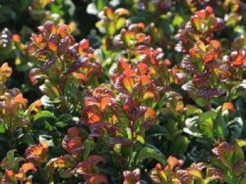 Achselblütige Traubenheide 'Curly Red', 20-30 cm, Leucothoe axillaris 'Curly Red', Containerware von Leucothoe axillaris 'Curly Red'