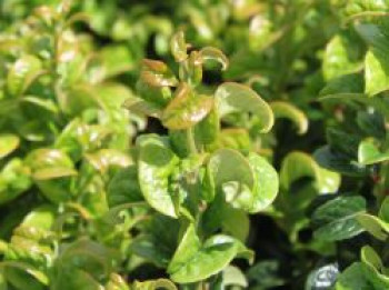 Lavendelheide 'Twisting Red', 20-30 cm, Leucothoe axillaris 'Twisting Red', Containerware von Leucothoe axillaris 'Twisting Red'