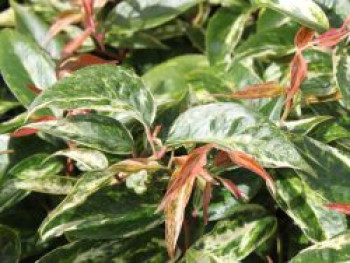 Traubenmyrte 'Makijaz', 10-20 cm, Leucothoe fontanesiana 'Makijaz', Containerware Traubenmyrte 'Makijaz', 10-20 cm, Leucothoe fontanesiana 'Makijaz', Containerware von Leucothoe fontanesiana 'Makijaz'