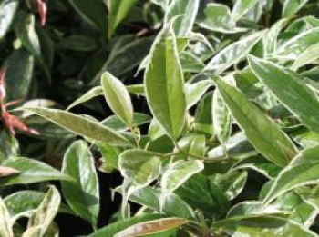 Traubenmyrte 'Whitewater', 30-40 cm, Leucothoe fontanesiana 'Whitewater', Containerware Traubenmyrte 'Whitewater', 30-40 cm, Leucothoe fontanesiana 'Whitewater', Containerware von Leucothoe fontanesiana 'Whitewater'